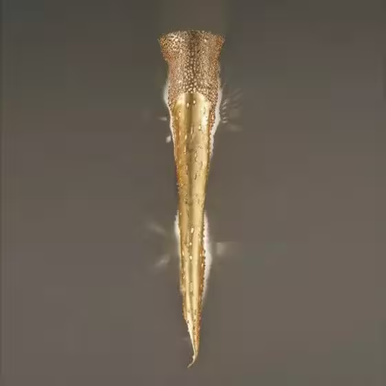 Forme 2-Light Wall Lamp