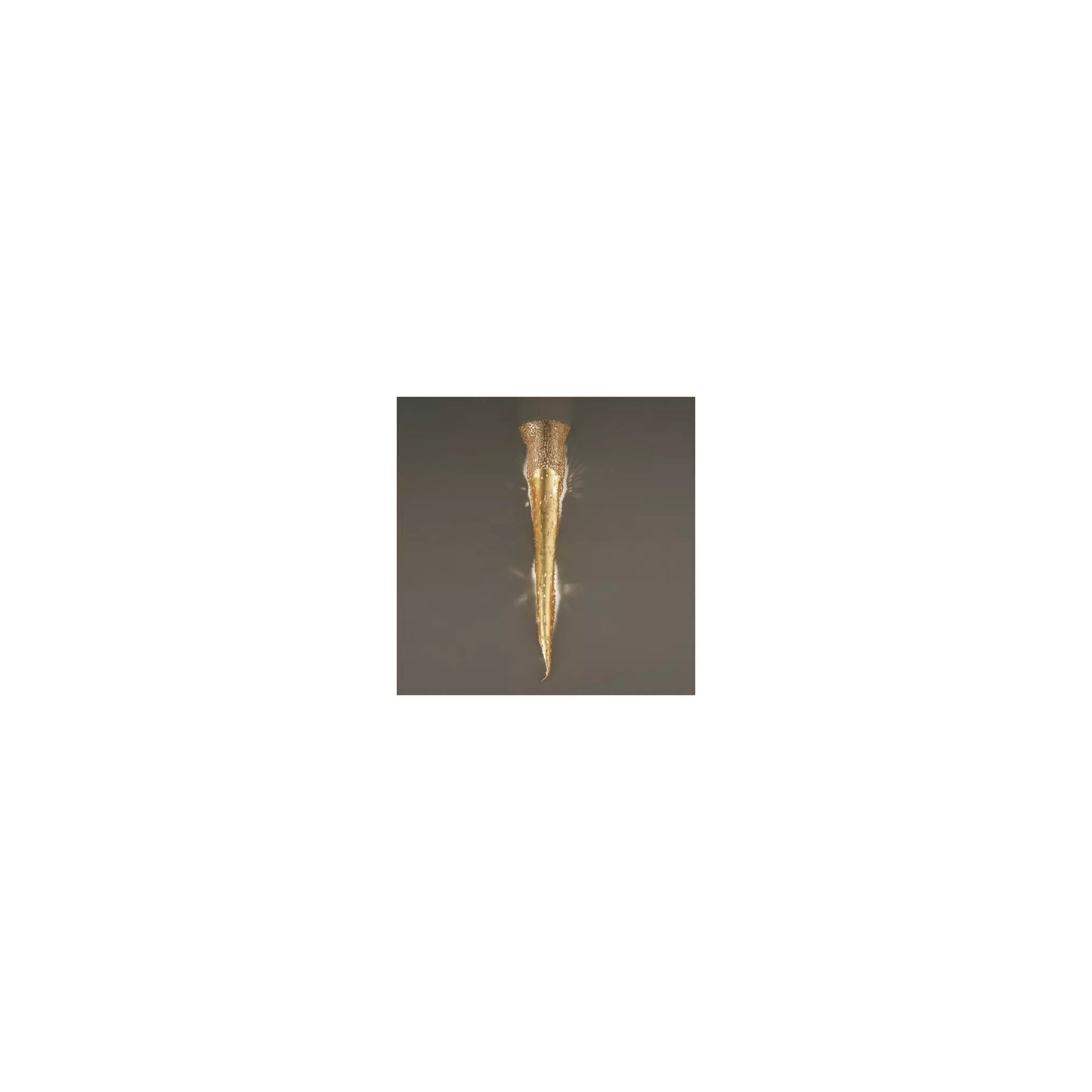 Forme 2-Light Wall Lamp Ivory with Gold Detail