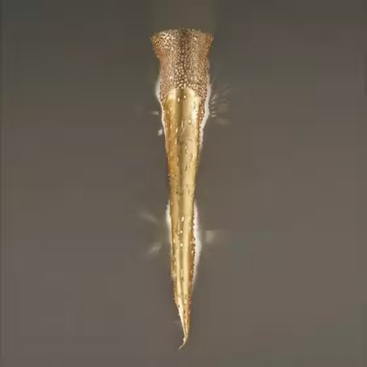 Forme 2-Light Wall Lamp